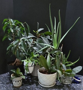 lot 236K image: K - Collection of 6 Assorted Indoor Houseplants in Decorative Pots
