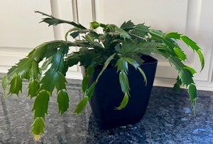 lot 51D image: K - Christmas Cactus in 6 Inch Planter