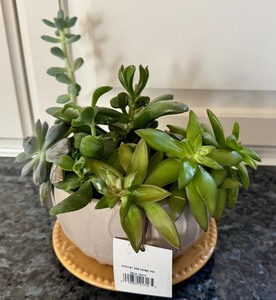 lot 52D image: K - Assorted Succulent Arrangement in Ceramic Planter