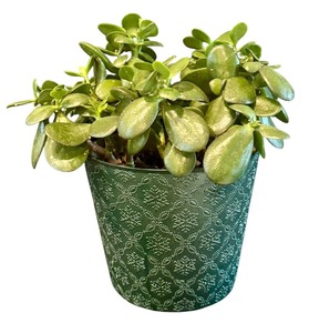 lot 63D image: K - Jade Plant in Decorative 6-Inch Planter