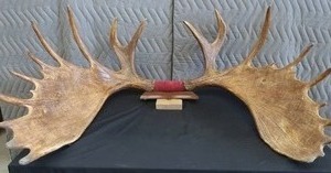 RARE! MASSIVE, HEAVY MOOSE ANTLERS