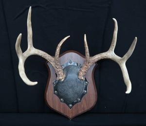 lot 101 image: 8PT DEER ANTLERS