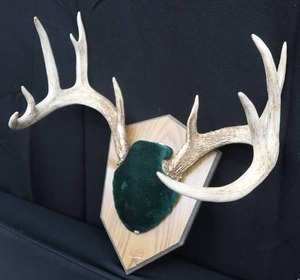 lot 107 image: MOUNTED DEER ANTLERS