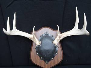 lot 111 image: MOUNTED DEER ANTLERS