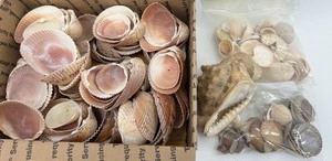 lot 260 image: Collection of Assorted Seashells with Large Cowrie Shell