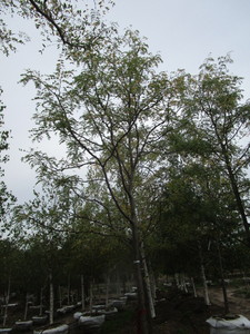 lot 101 image: Skyline Locust