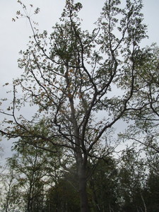lot 103 image: Skyline Locust