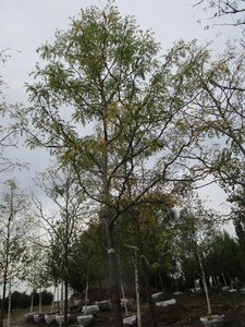 lot 104 image: Skyline Locust