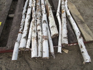 lot 99 image: White Birch Poles