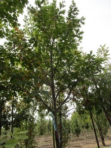 Northern Pin Oak