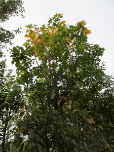 lot 2 image: Fall Fiesta Maple