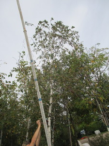 lot 4 image: Whitespire Birch