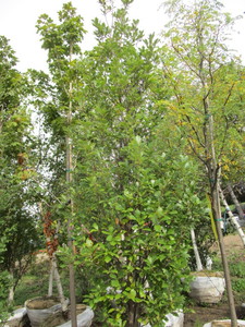 lot 7 image: Regal Prince Columnar Oak