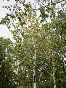 lot 9 image: Whitespire Birch
