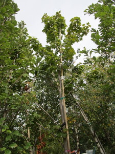 lot 11 image: Green Mountain Maple