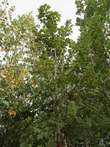 lot 12 image: Green Mountain Maple