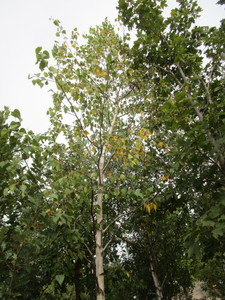 lot 13 image: Whitespire Birch