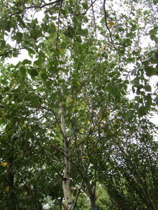 lot 14 image: Whitespire Birch