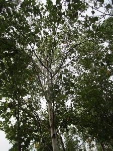 lot 15 image: Whitespire Birch