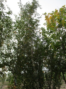 lot 16 image: Parkland Pillar Birch