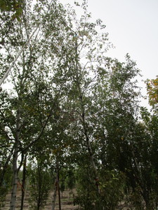 lot 17 image: Whitespire Birch