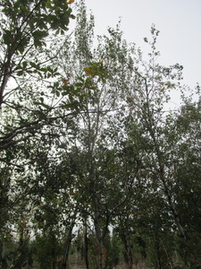 lot 18 image: Whitespire Birch