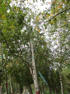 Whitespire Birch