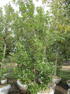 lot 21 image: Regal Prince Columnar Oak