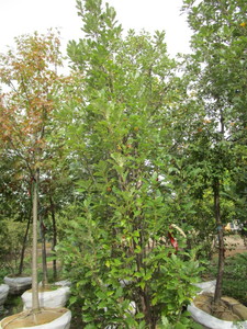 Regal Prince Columnar Oak