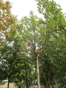 lot 23 image: White Oak