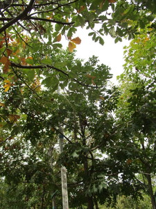 lot 25 image: Northern Pin Oak