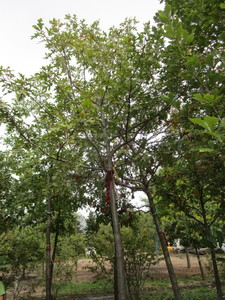 lot 53 image: Northern Pin Oak