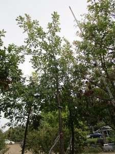 lot 54 image: Burr Oak