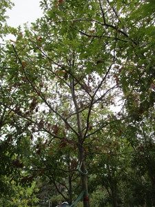 lot 55 image: Northern Pin Oak