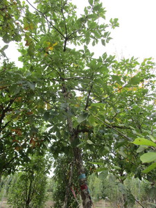 lot 58 image: White Oak