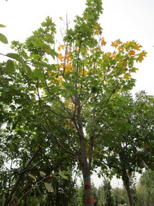 lot 59 image: Fall Fiesta Maple
