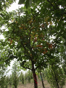 lot 60 image: White Oak