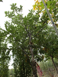 lot 61 image: White Oak