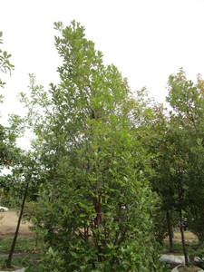 lot 62 image: Regal Prince Columnar Oak