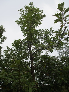 lot 63 image: White Oak