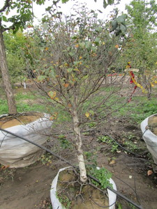 lot 66 image: Pinnacle Birch