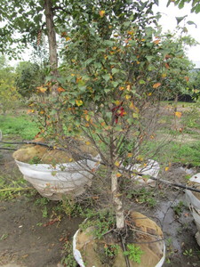 lot 67 image: Pinnacle Birch