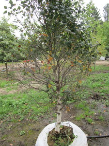 lot 68 image: Pinnacle Birch