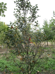 lot 69 image: Pinnacle Birch