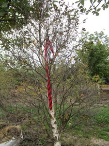 lot 70 image: Pinnacle Birch