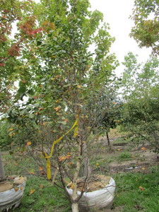 lot 71 image: Pinnacle Birch