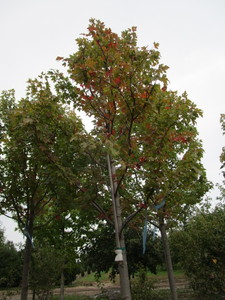 lot 72 image: Autumn Blaze Maple