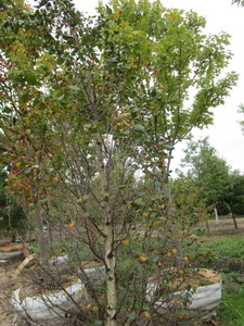 lot 73 image: Pinnacle Birch