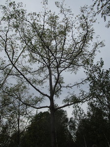 lot 102 image: Skyline Locust