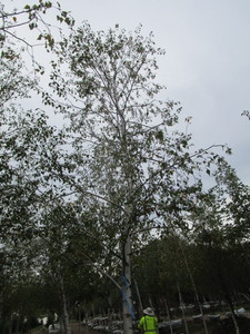 lot 75 image: Whitespire